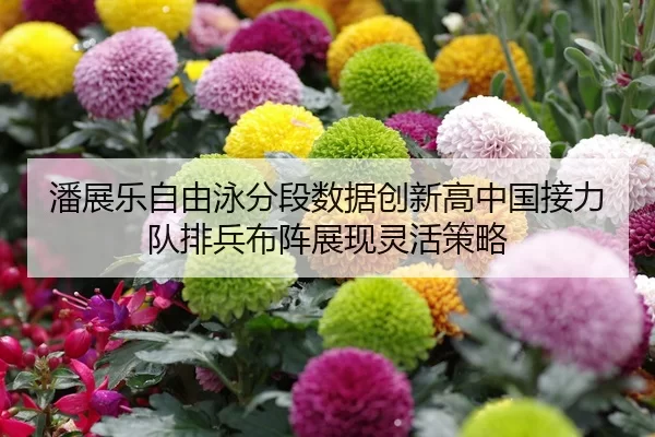 潘展乐自由泳分段数据创新高中国接力队排兵布阵展现灵活策略